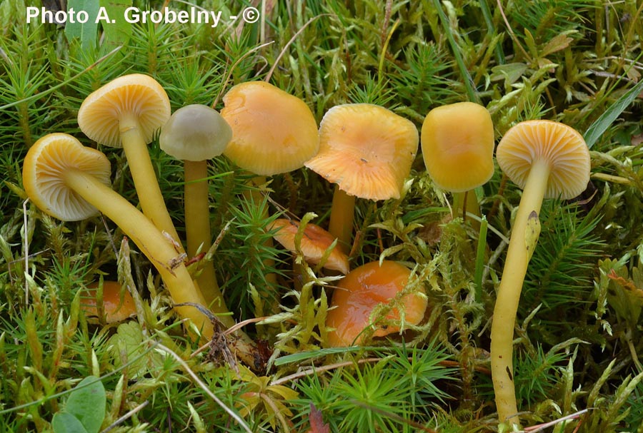 Hygrocybe laeta